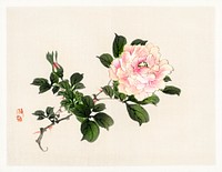 Pink rose by <a href="https://www.rawpixel.com/search/K%C5%8Dno%20Bairei?sort=curated&amp;page=1">Kōno Bairei</a> (1844-1895). Digitally enhanced from our own original 1913 edition of Bairei Gakan. 