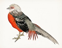 Vintage Illustration of Japanese pheasant.