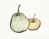 Vintage Illustration of Asian pears.