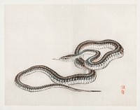 Snake by Kōno Bairei (1844-1895). Digitally enhanced from our own original 1913 edition of Barei Gakan. 