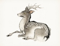 Vintage Illustration of Elk.