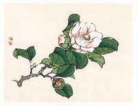 Camelia by <a href="https://www.rawpixel.com/search/K%C5%8Dno%20Bairei?sort=curated&amp;page=1">Kōno Bairei</a> (1844-1895) Digitally enhanced from our own original 1913 edition. 