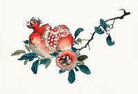 Vintage Illustration of Pomegranate.