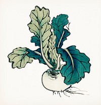 Vintage Illustration of Radish.