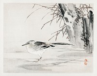 Spotted sandpiper by <a href="https://www.rawpixel.com/search/K%C5%8Dno%20Bairei?sort=curated&amp;page=1">Kōno Bairei</a> (1844-1895). Digitally enhanced from our own original 1913 edition of Barei Gakan. 