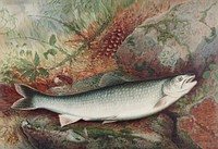 Lake Trout chromolithograph (1878) by Samuel Kilbourne. Original from Museum of New Zealand. Digitally enhanced by rawpixel.
