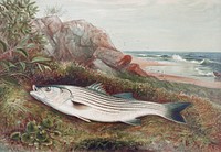 Striped bonito chromolithograph (1878) by Samuel Kilbourne. Original from Museum of New Zealand. Digitally enhanced by rawpixel.