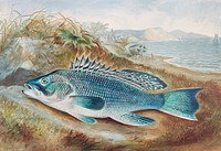 The Sea Bass chromolithograph (1879) by Samuel Kilbourne. Original from Museum of New Zealand. Digitally enhanced by rawpixel.
