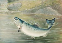 The California salmon (ca. 1879) by Samuel Kilbourne. Original from Museum of New Zealand. Digitally enhanced by rawpixel.