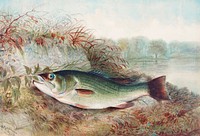 Largemouth Bass chromolithograph (1879) by Samuel Kilbourne. Original from Museum of New Zealand. Digitally enhanced by rawpixel.