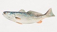 The Weakfish chromolithograph (n.d.) by Samuel Kilbourne. Original from Museum of New Zealand. Digitally enhanced by rawpixel.