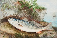 The Weakfish chromolithograph (n.d.) by Samuel Kilbourne. Original from Museum of New Zealand. Digitally enhanced by rawpixel.