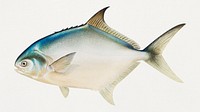 Pompano chromolithograph (n.d.) by Samuel Kilbourne. Original from Museum of New Zealand. Digitally enhanced by rawpixel.