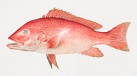 Northern Red Snapper chromolithograph (n.d.) by Samuel Kilbourne. Original from Museum of New Zealand. Digitally enhanced by rawpixel.