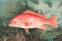 Northern Red Snapper chromolithograph (n.d.) by Samuel Kilbourne. Original from Museum of New Zealand. Digitally enhanced by rawpixel.
