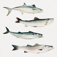 Vintage fish illustration set