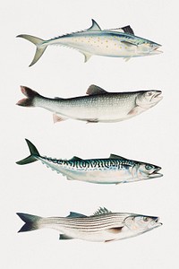 Vintage fish illustration set