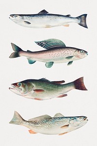 Vintage fish illustration set