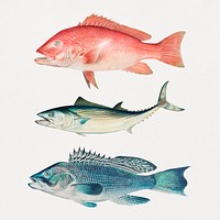 Vintage fish illustration set