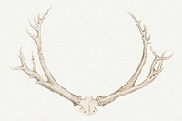Vintage hand drawn deer antlers design element