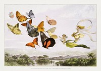 The Fairy Queen Takes an Airy Drive in a Light Carriage, a Twelve&ndash;in&ndash;hand, drawn by Thoroughbred Butterflies (1870) by Richard Doyle. Original from The MET Museum. Digitally enhanced by rawpixel.