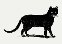 Vintage European style cat engraving vector
