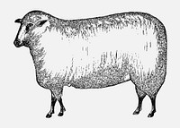 Vintage European style livestock sheep engraving vector