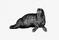 Walrus from Journal of a Voyage to Greenland (1821) published by <a href="https://www.rawpixel.com/search/George%20William%20Manby?sort=curated&amp;page=1">George William Manby</a>. Original from the British Library. Digitally enhanced by rawpixel.