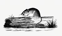 Drawing of mouse