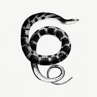 Drawing of plain-bellied water snake