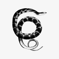 Drawing of plain-bellied water snake