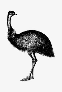 Drawing of Cassowary