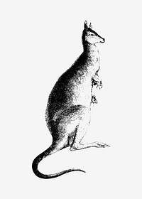 Drawing of kangaroo
