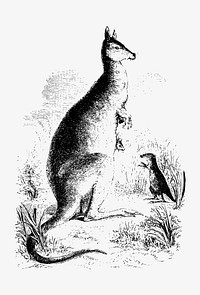 Drawing of kangaroo and kangaroo rat