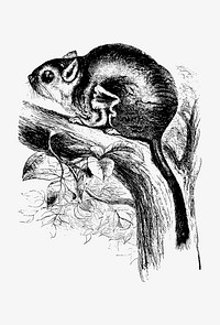 Drawing of Lord Derby's scaly-tailed squirrel