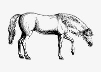 Drawing of Arabian horse