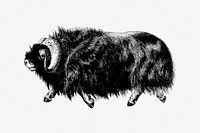 Muskox from Amerika. Eine allgemeine Landeskunde (1894) published by <a href="https://www.rawpixel.com/search/wilhelm%20sievers?sort=curated&amp;page=1">Wilhelm Sievers</a>. Original from the British Library. Digitally enhanced by rawpixel.