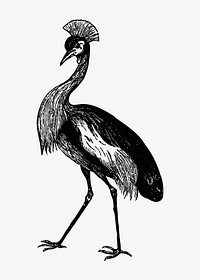Drawing of crowned crane