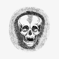 Human skull illustration vector