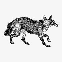 Jackal canine illustration vector