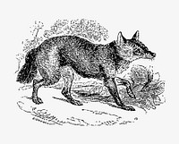 Jackal canine illustration vector