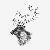Elk head illustration vector