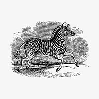 Zebra in safari illustration vector