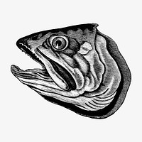 Fish head illustration vector