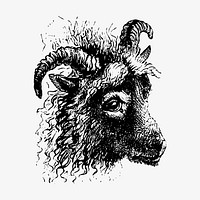 Goat head illustration vector