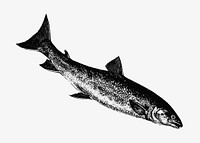 Vintage fish illustration vector