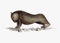 Womba animal illustration vector