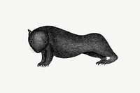 Wombat from An Account of the English Colony in New South Wales (1804) published by <a href="https://www.rawpixel.com/search/David%20Collins?sort=curated&amp;page=1">David Collins</a>. Original from the British Library. Digitally enhanced by rawpixel.