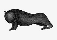 Drawing of a womba