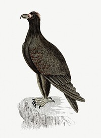 Mountain eagle from An Account of the English Colony in New South Wales (1804) published by <a href="https://www.rawpixel.com/search/David%20Collins?sort=curated&amp;page=1">David Collins</a>. Original from the British Library. Digitally enhanced by rawpixel.